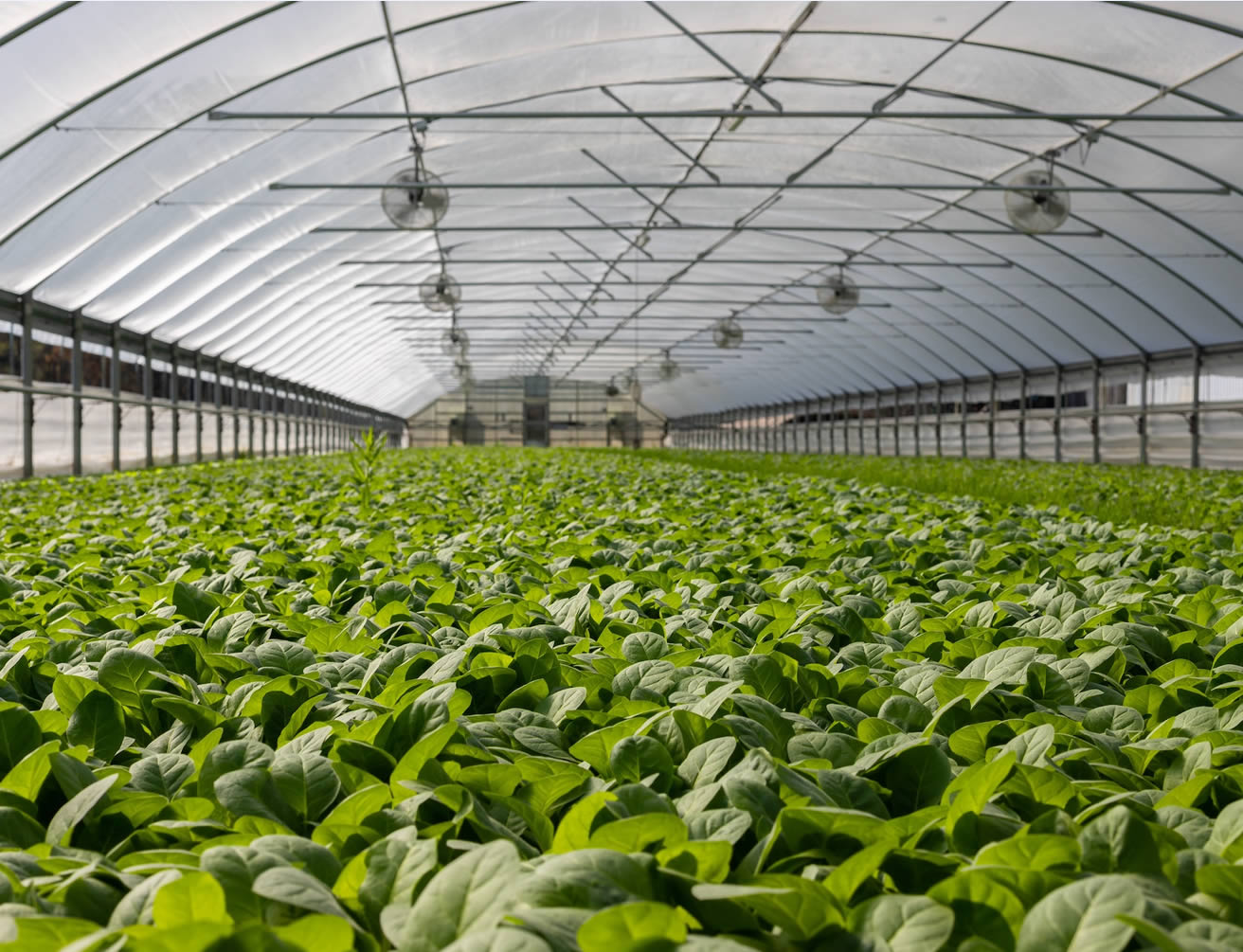 horticultural-exports